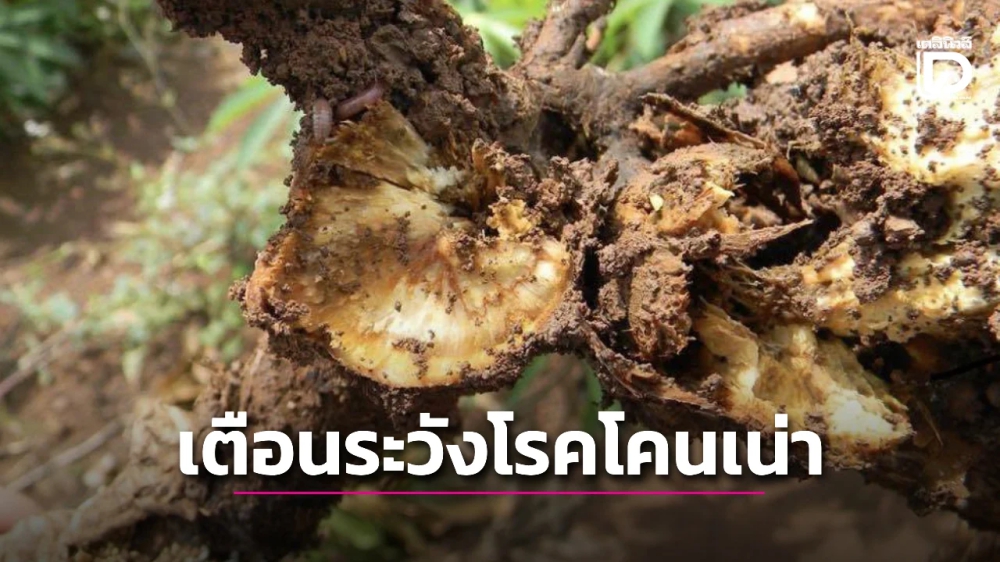 เตือนการเฝ้าระวัง