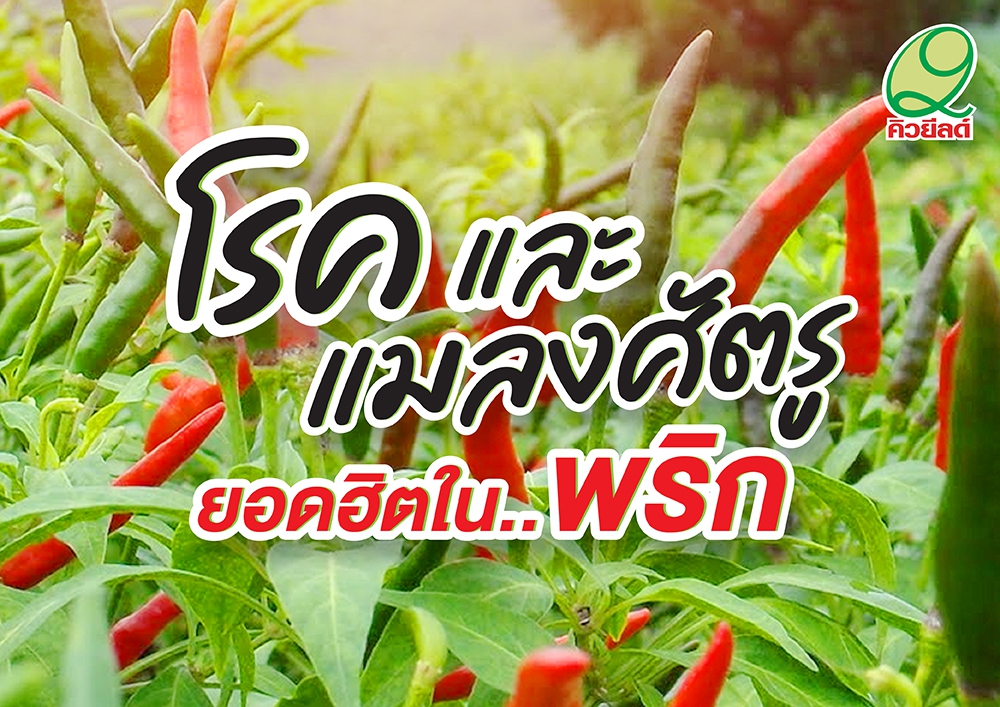 เตือนการเฝ้าระวัง