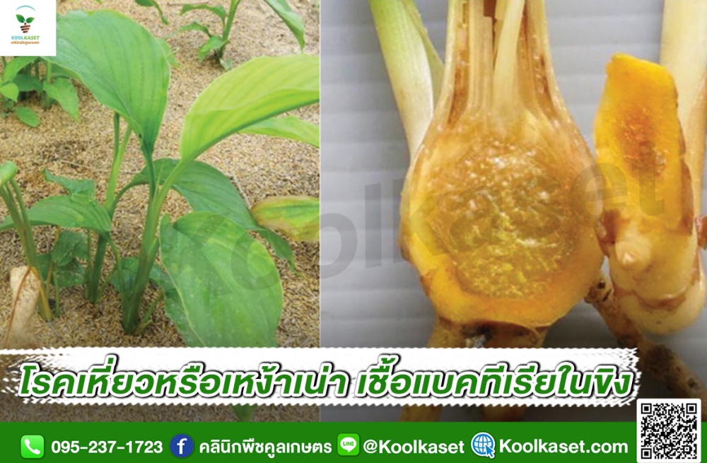 เตือนการเฝ้าระวัง