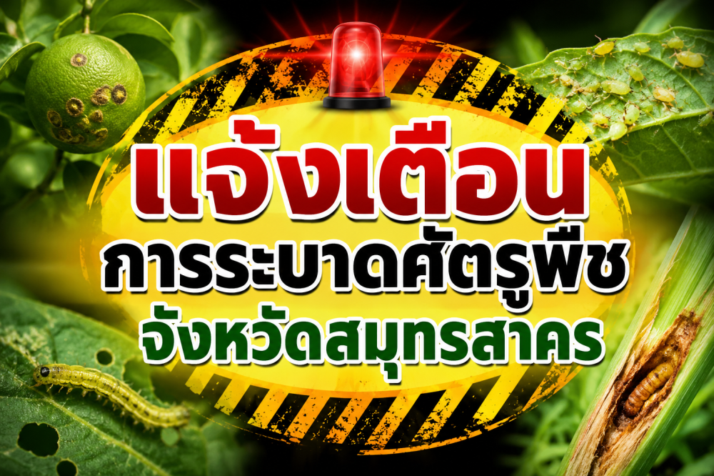 แจ้งเตือนการระบาดศัตรูพืช ประจำเดือนกรกฎาคม 2569