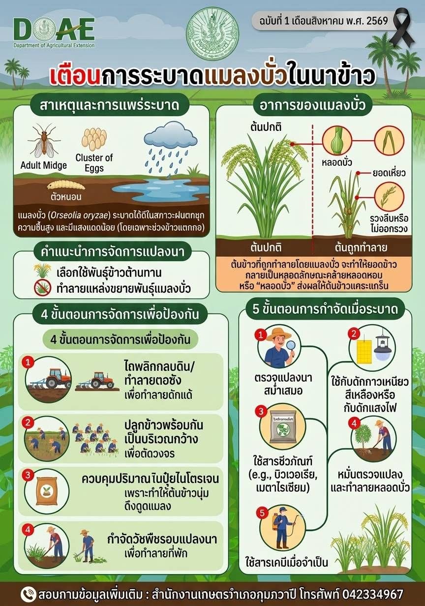 เตือนการระบาด! แมลงบั่วในนาข้าว
