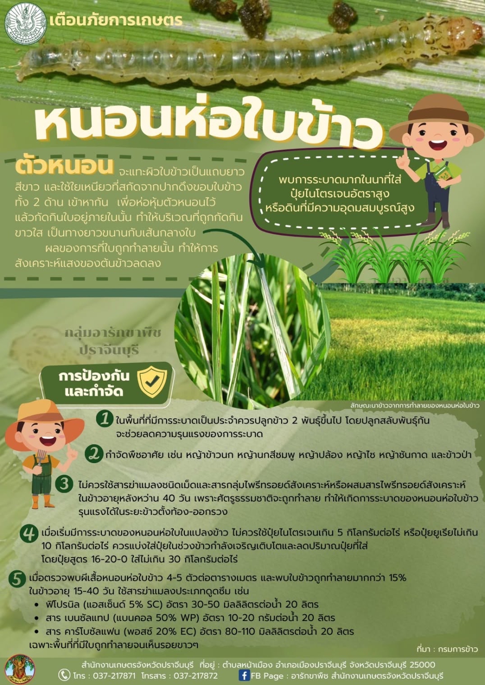 หนอนกอ