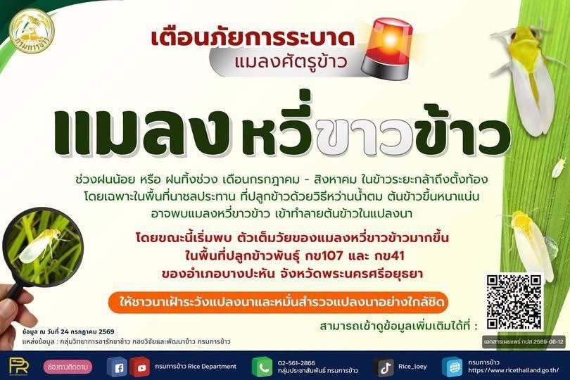 เตือนเฝ้าระวังศัตรูข้าว : แมลงหวี่ขาวข้าว