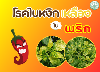 เตือนการเฝ้าระวัง