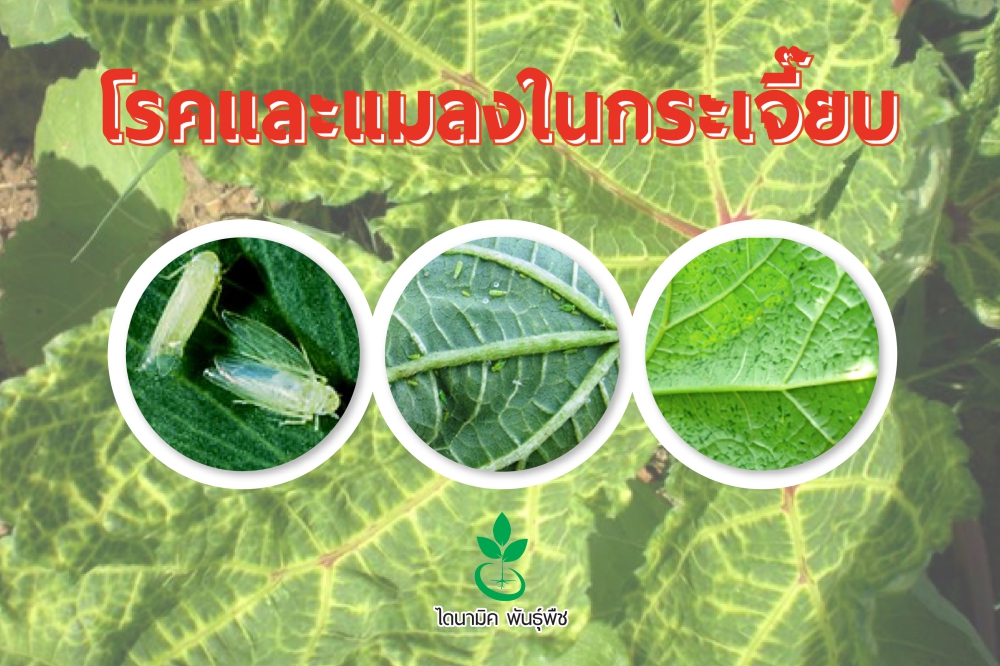 เตือนการเฝ้าระวัง