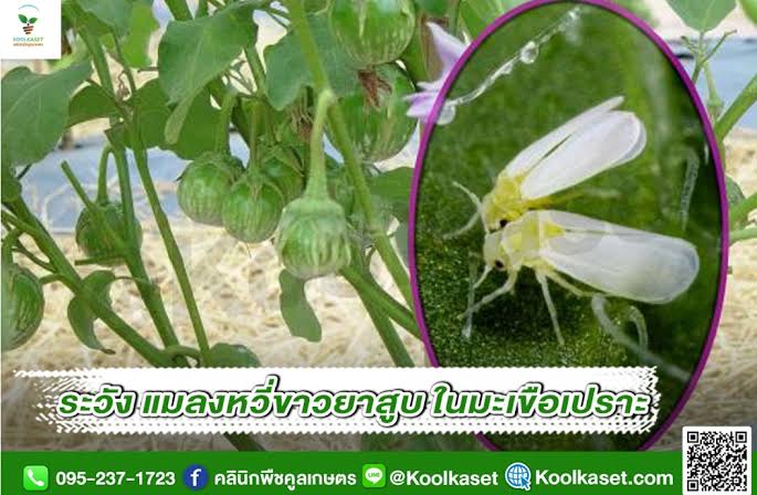 เตือนการเฝ้าระวัง