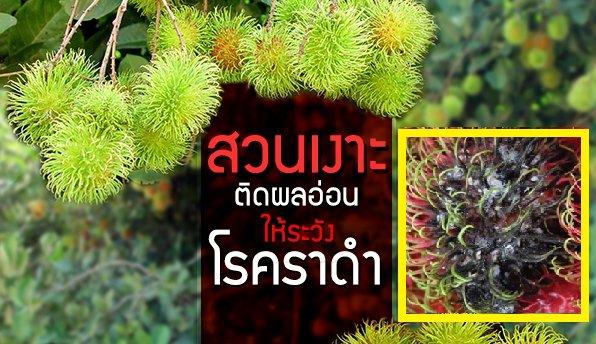 เตือนการเฝ้าระวัง โรคราดำ ในเงาะ ประจำเดือน สิงหาคม 2569