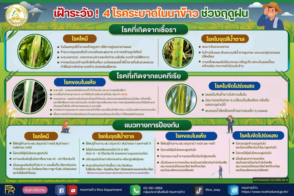 เฝ้าระวัง 4 โรคระบาดในนาข้าว ช่วงฤดูฝน