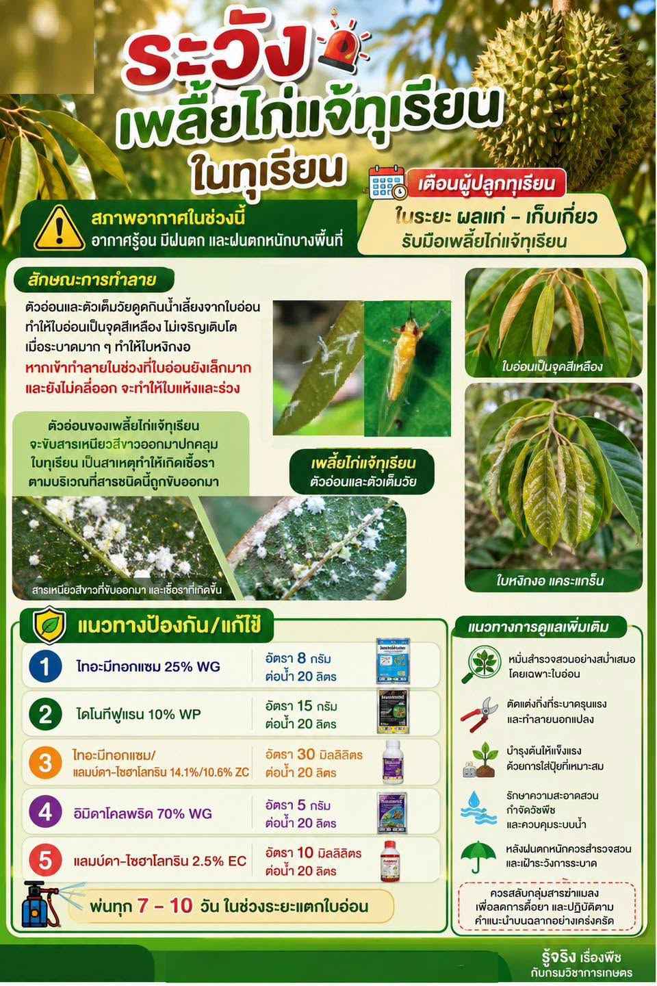 ระวังเพลี้ยไก่แจ้ทุเรียน