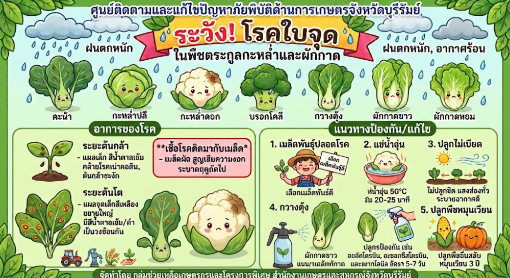 ระวังโรคใบจุดในพืช กะหล่ำและผักกาด
