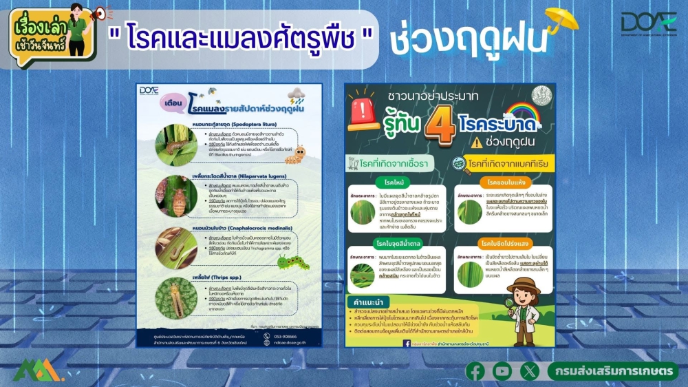 รื่องเล่าเช้าวันจันทร์ โรคและแมลงศัตรูพืช ช่วงฤดูฝน