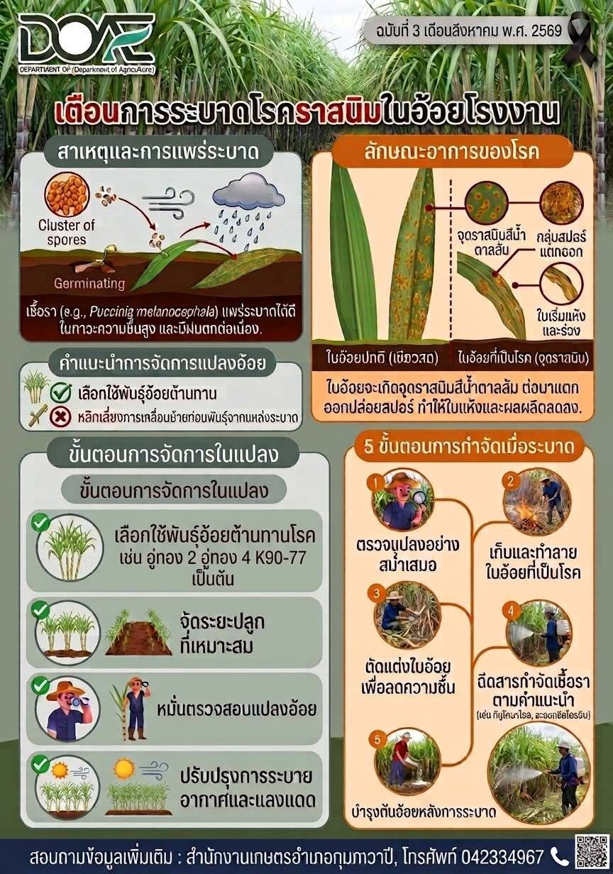 เตือนการระบาดโรคราสนิมในอ้อยโรงงาน
