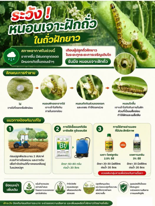 ระวัง! หนอนเจาะฝักถั่ว ในถั่วฝักยาว