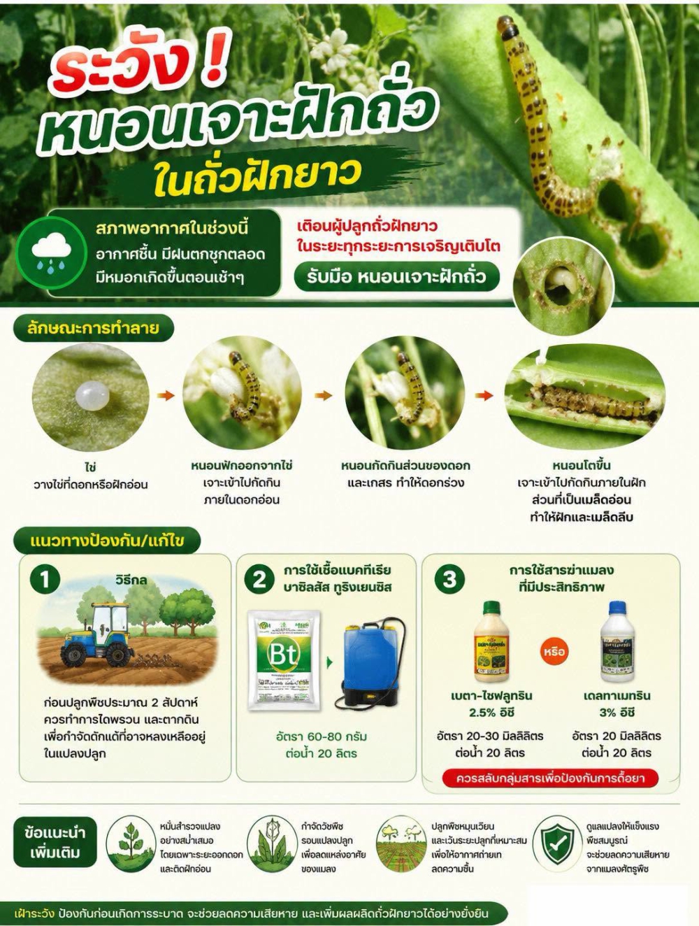 แจ้งเตือน ระวังหนอนเจาะฝักถั่ว ในถั่วฝักยาว