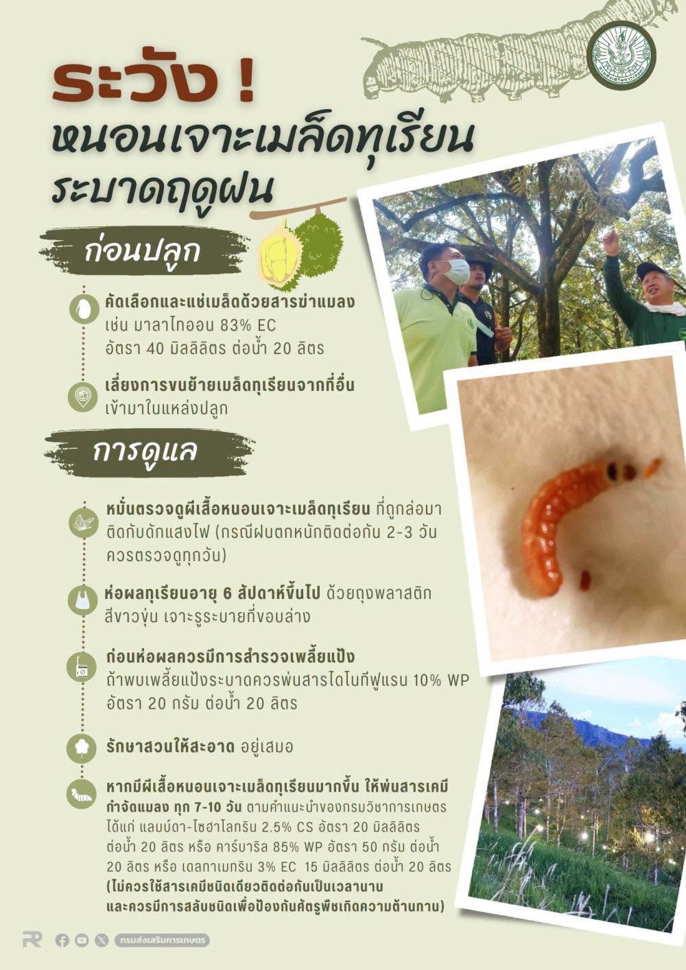 ระวังหนอนเจาะเมล็ดทุเรียน ระบาดฤดูฝน