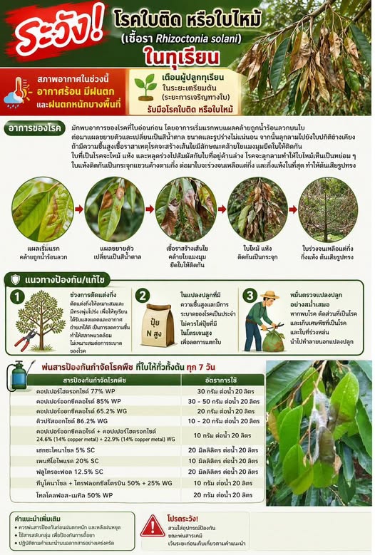 ระวังโรคใบติดหรือใบไหม้