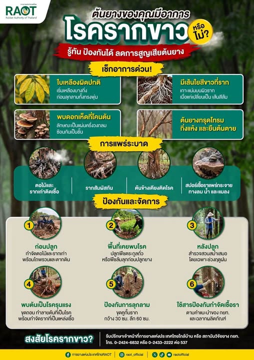 โรครากขาว รู้ทัน ป้องกันได้ ลดการสูญเสียต้นยาง
