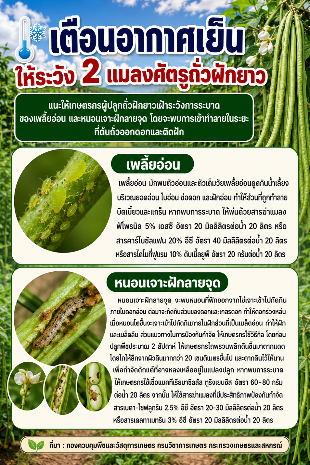 เตือนอากาศเย็น ให้ระวัง 2 แมลงศัตรูถั่วฝักยาว