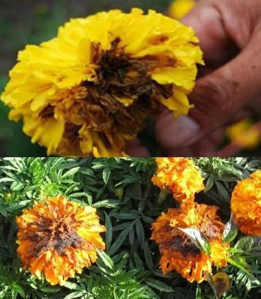 ระวัง โรคดอกเน่า (เชื้อรา Colletotrichum sp.)ในดาวเรือง.