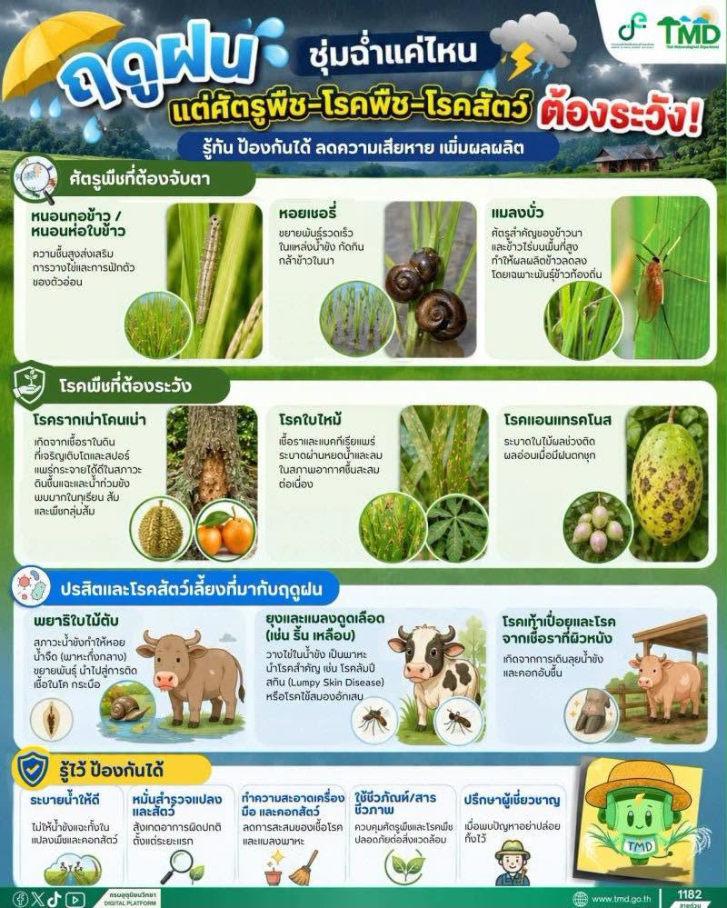 ฝนตกชุกระวังโรคและแมลงบุก