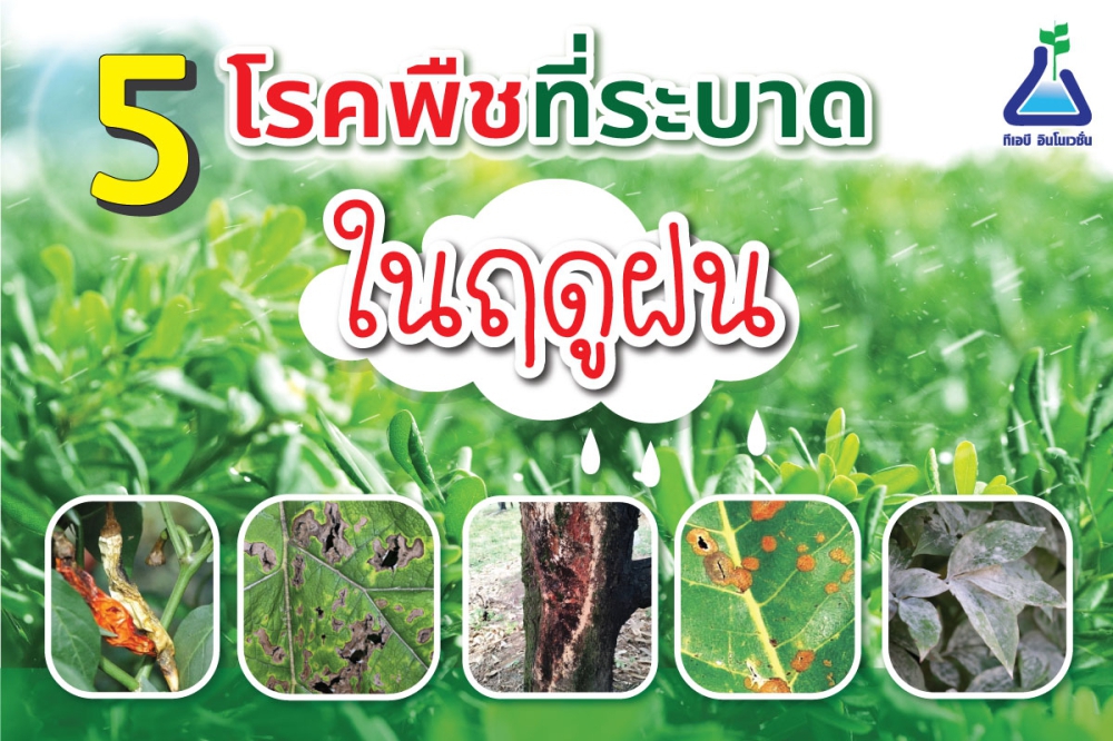 โรคพืช ระบาดในฤดูฝน