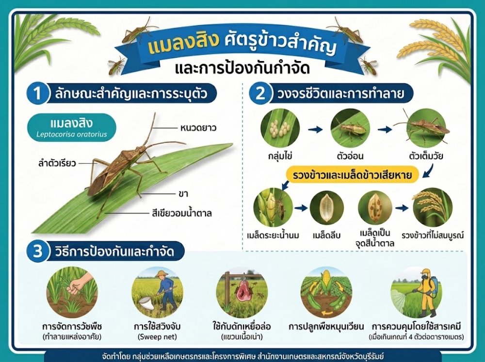 แมลงสิง ศัตรูข้าวสำคัญ