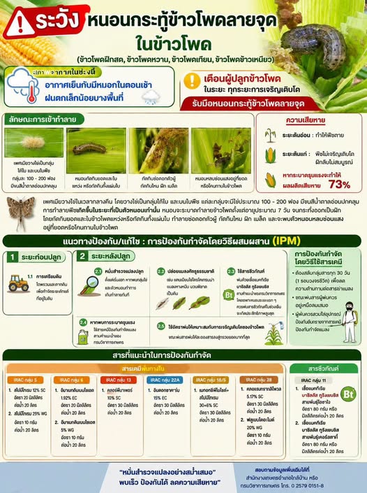 ระวัง หนอนกระทู้ข้าวโพดลายจุดในข้าวโพด