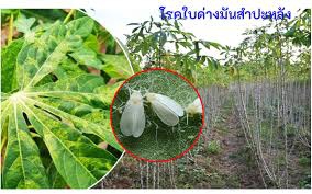รายงานสถานการณ์ศัตรูพืชระบาด