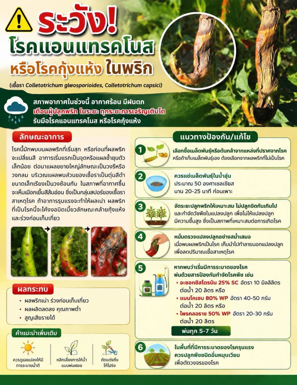 ระวัง โรคแอนแทรคโนส หรือโรคกุ้งแห้ง ในพริก