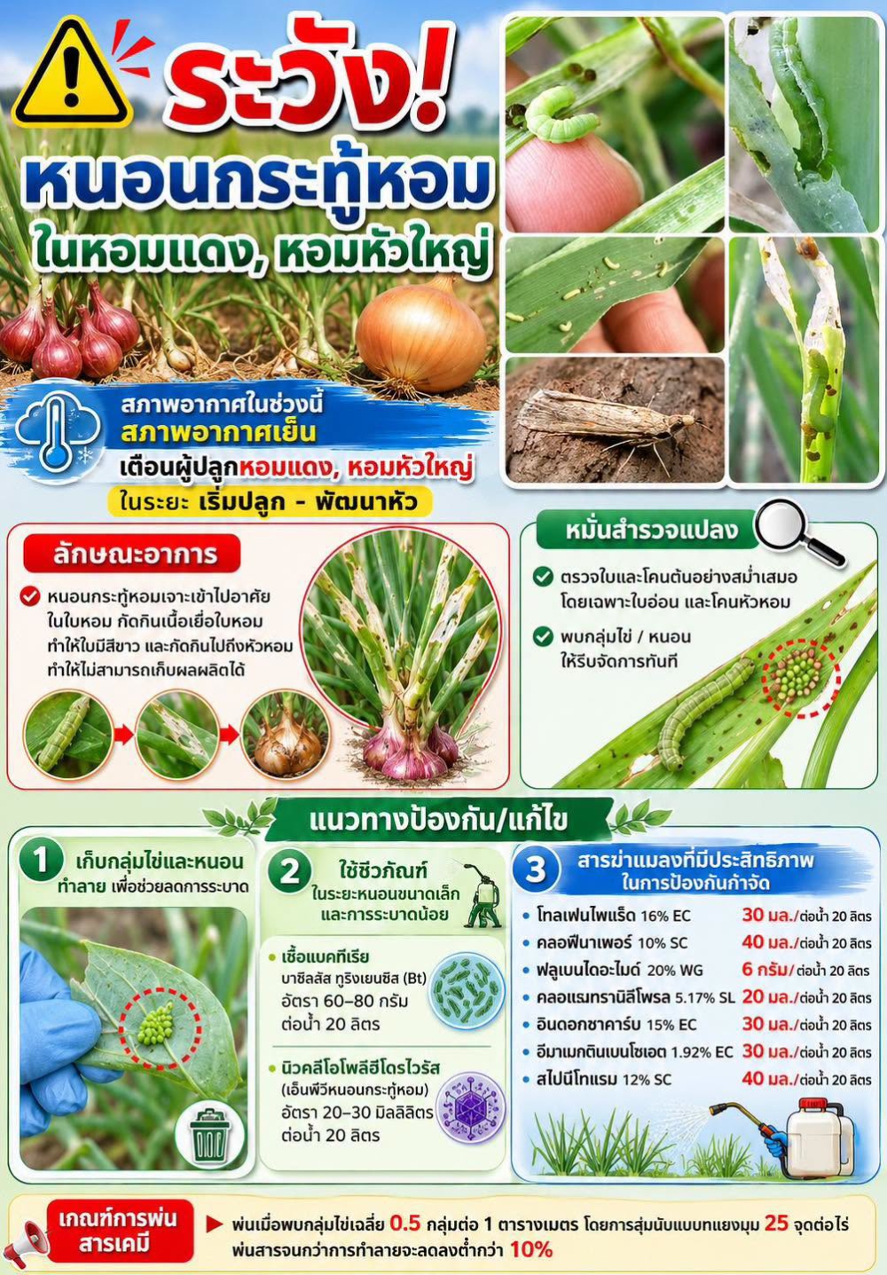 ระวังหนอนกระทู้ใน หอมแดง หอมหัวใหญ่