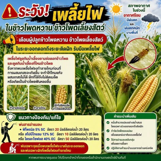 ระวัง! เพลี้ยไฟ ในข้าวโพดหวาน ข้าวโพดเลี้ยงสัตว์