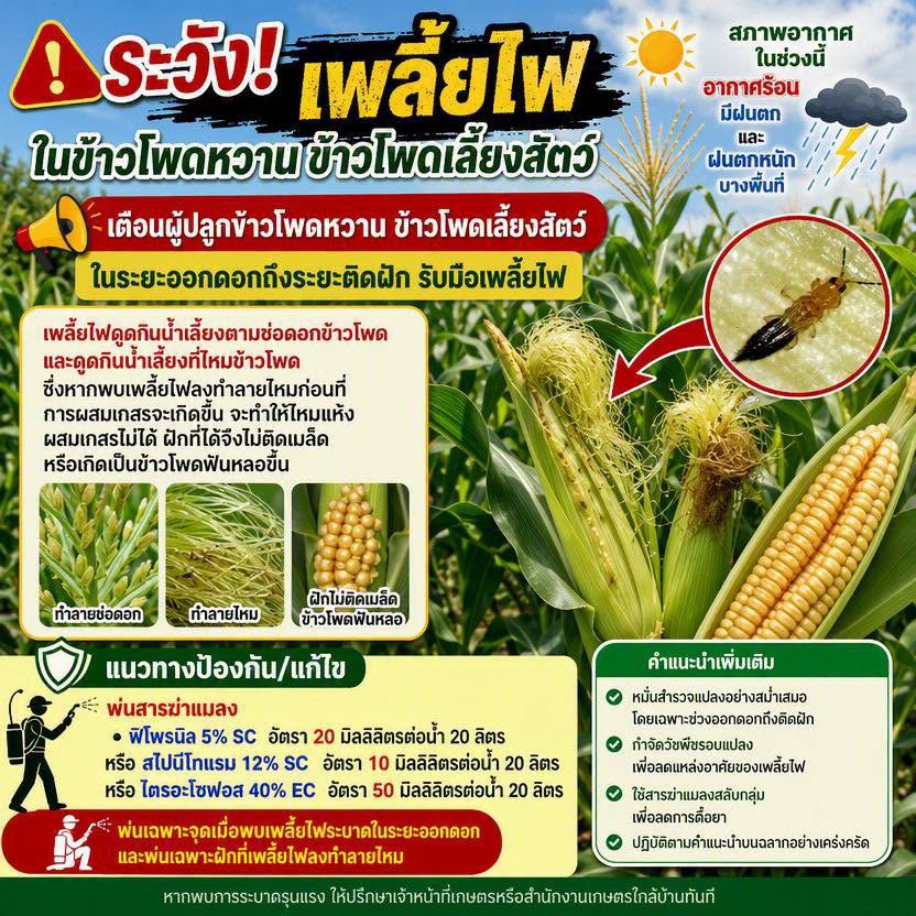 เตือนการเฝ้าระวัง