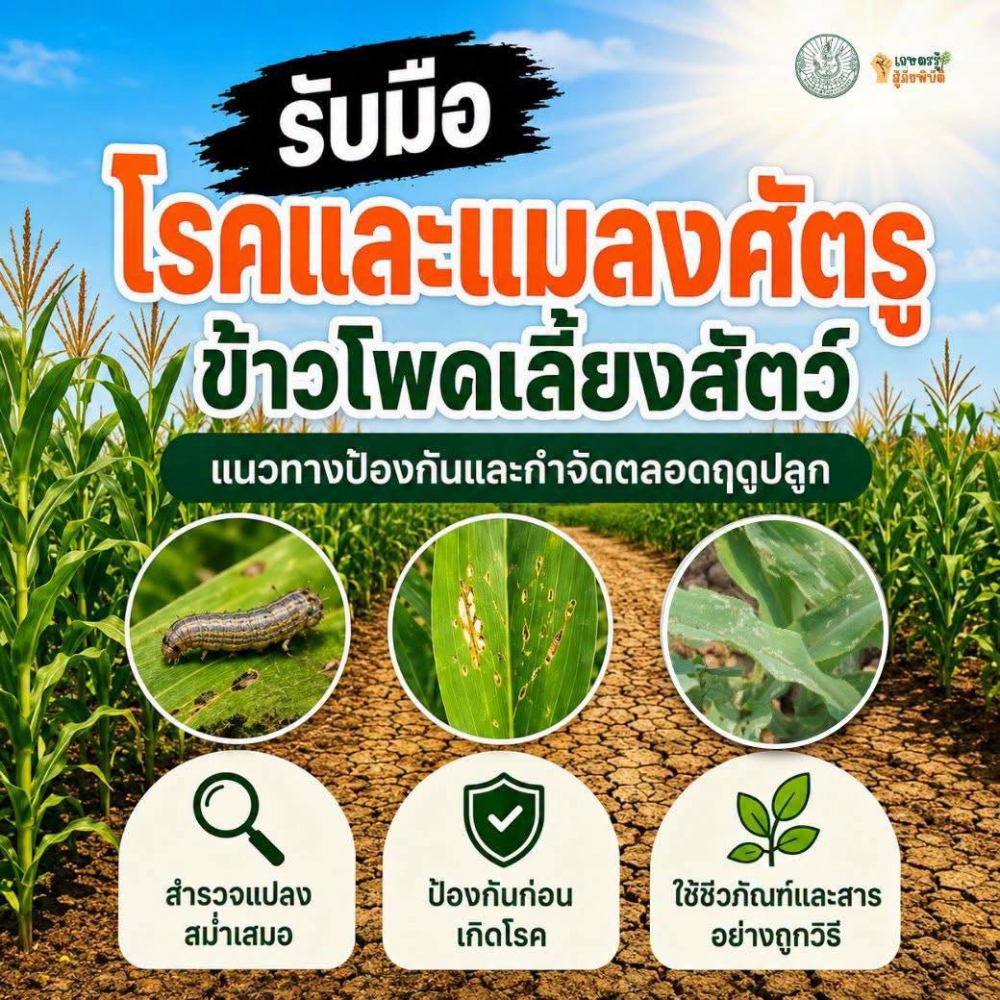 เตือนเกษตรกรผู้ปลูกข้าวโพดเลี้ยงสัตว์