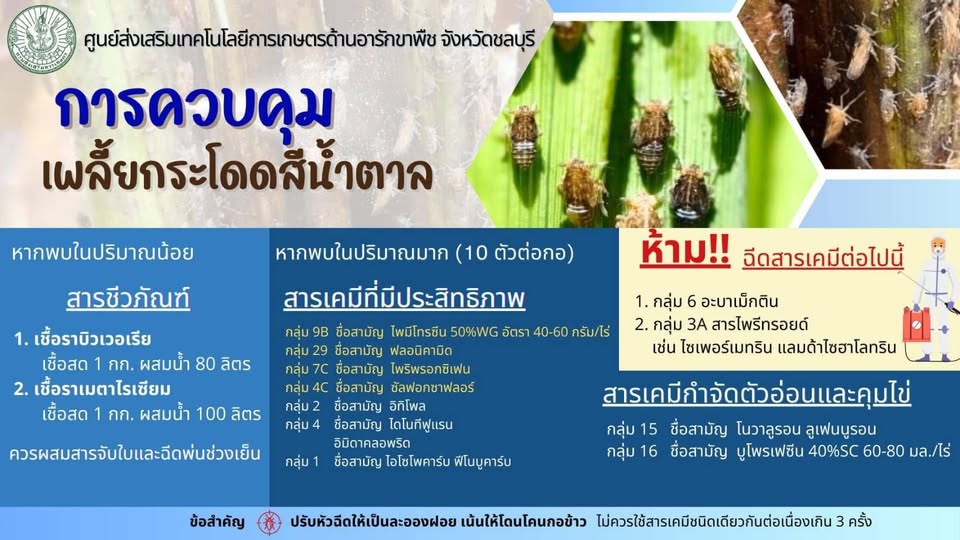 เตือนเกษตรกร!เฝ้าระวัง“เพลี้ยกระโดดสีน้ำตาล”