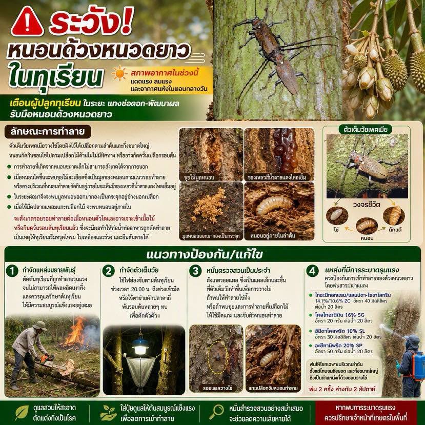 ระวังหนอนด้วงหนวดยาวในทุเรียน