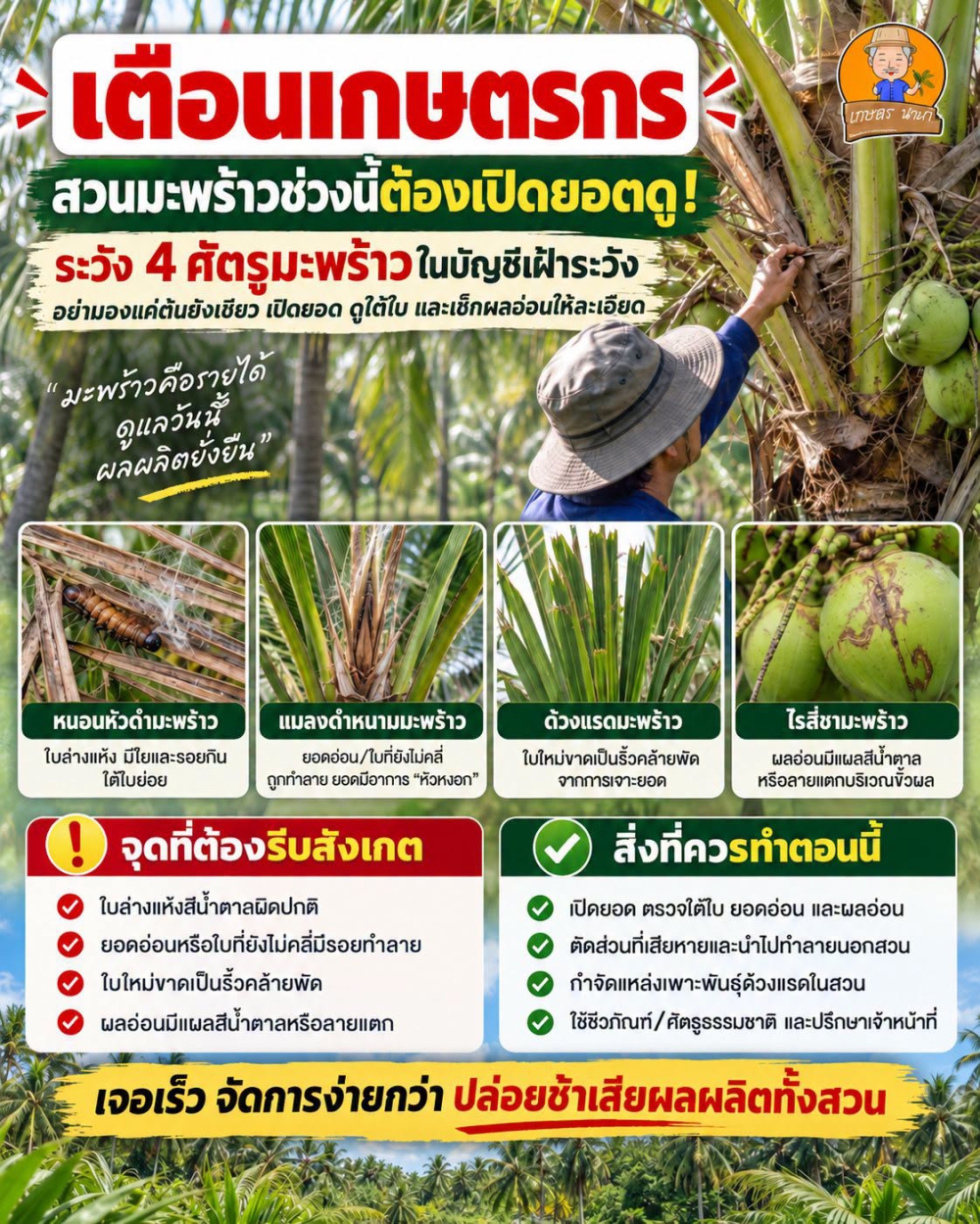 เตือนชาวสวนมะพร้าว เฝ้าระวังการระบาด 4 ศัตรู