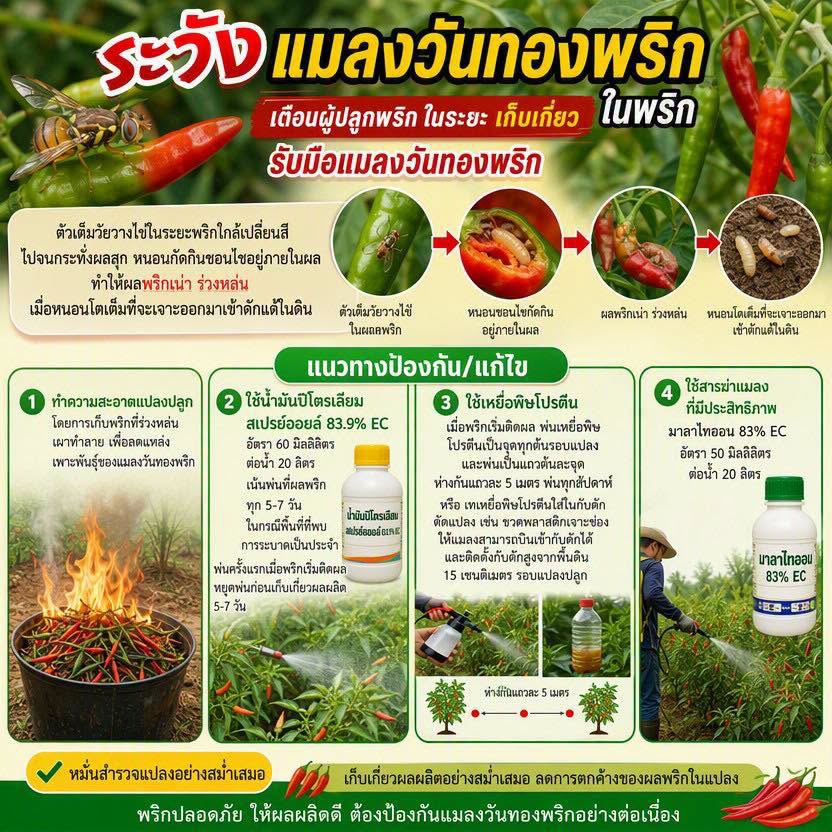 ระวัง แมลงวันทองพริกในพริก