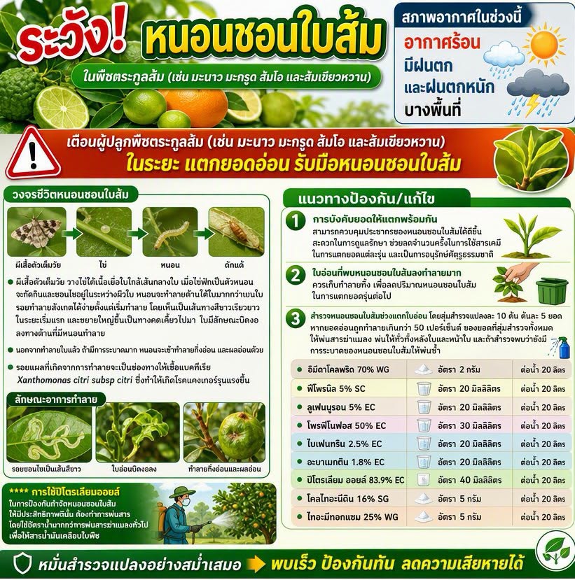 เฝ้าระวังหนอนชอนใบส้ม