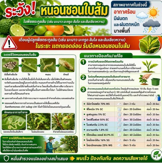 เตือนการเฝ้าระวัง หนอนชอนใบส้ม ประจำเดือน ตุลาคม 2569