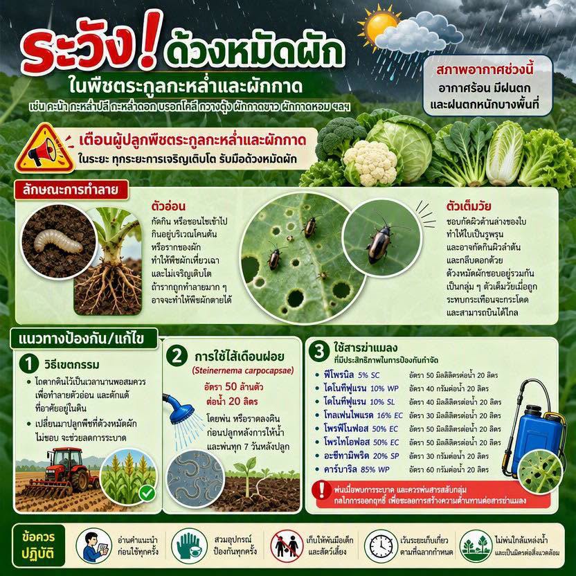 เตือนการเฝ้าระวัง ด้วงหมัดผัก ประจำเดือน ตุลาคม 2569