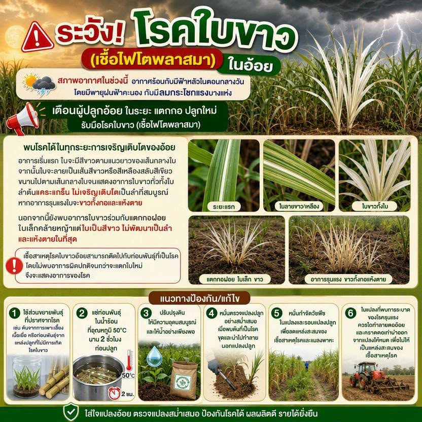 ระวัง โรคใบขาว