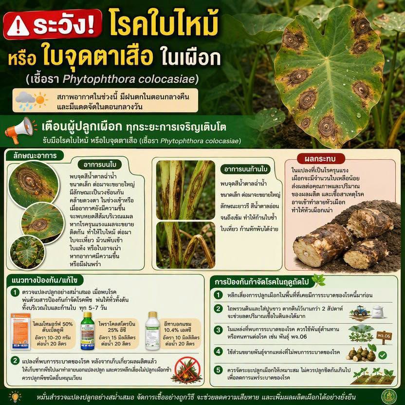 ระวังโรคใบไหม้หรือใบจุดตาเสือ ในเผือก