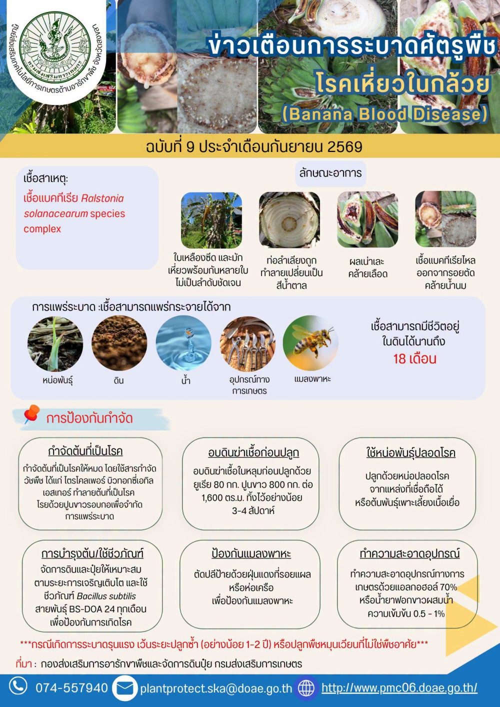 เตือนการระบาดศัตรูพืช โรคเหี่ยวในกล้วย
