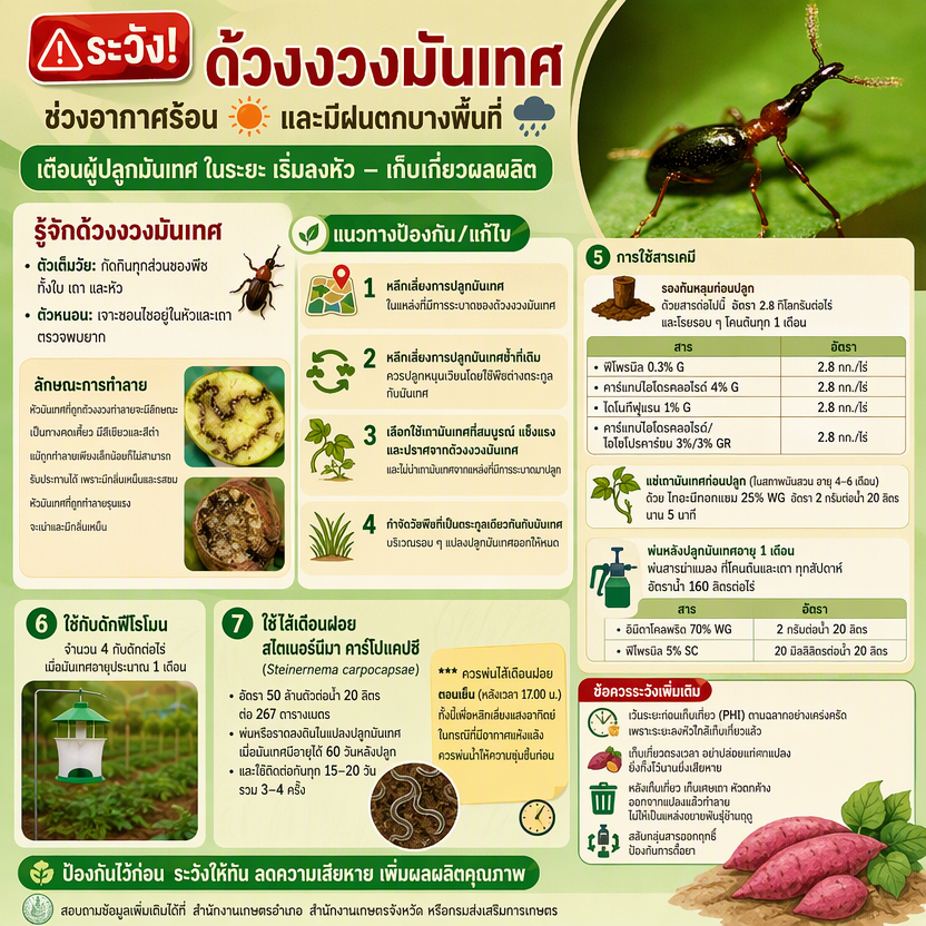 ระวังด้วงงวงมันเทศ