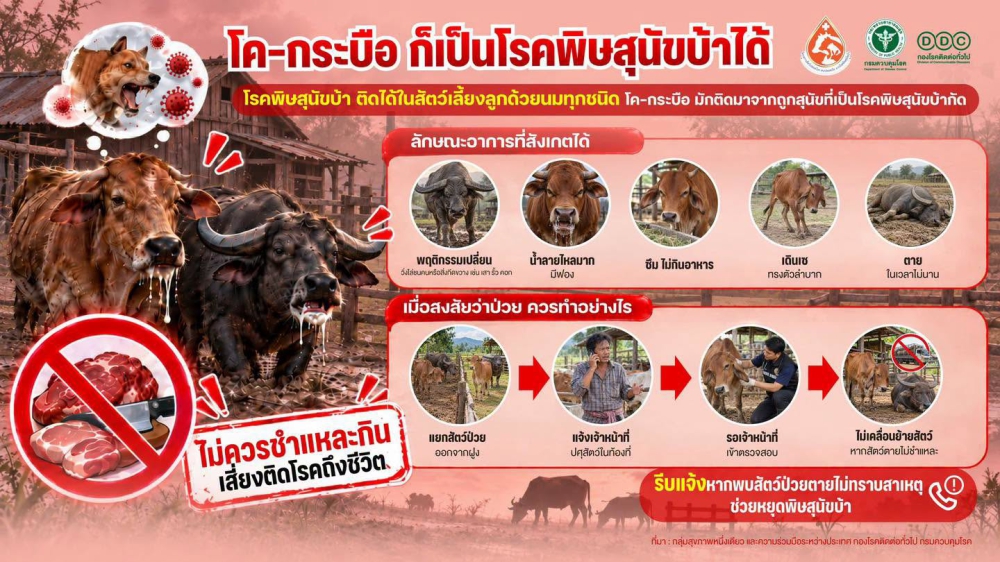 เตือนการเฝ้าระวัง โค-กระบือ ก็เป็นโรคพิษสุนัขบ้าได้