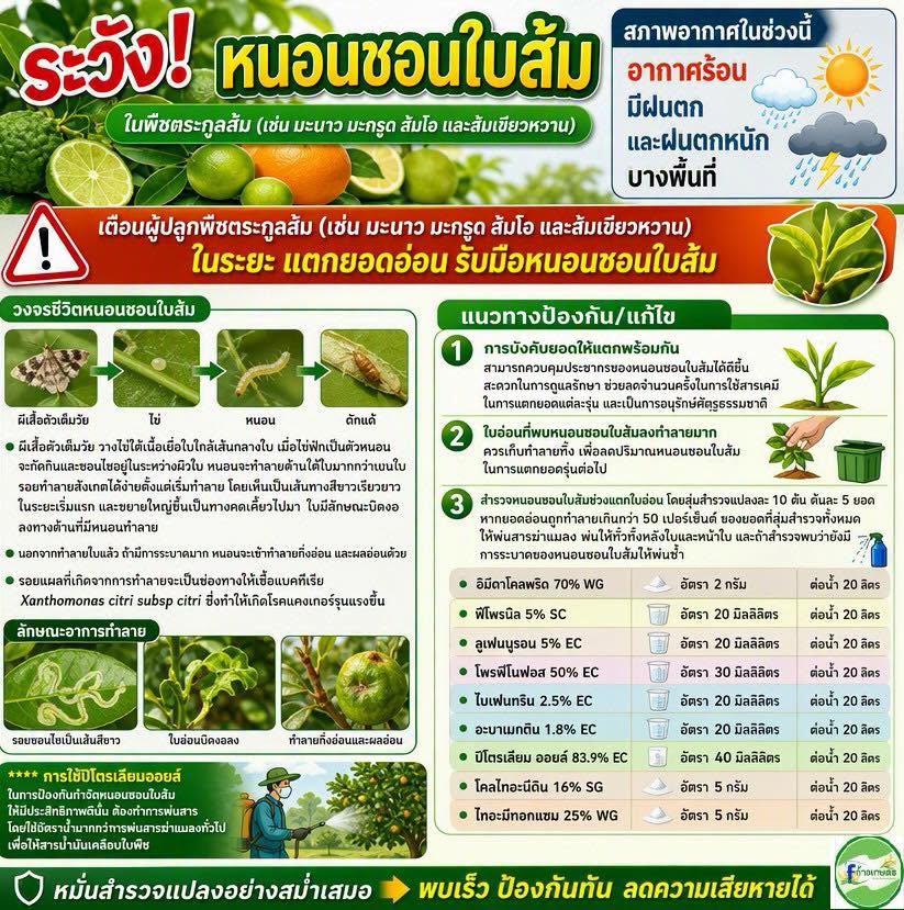 เตือนการเฝ้าระวัง หนอนชอนใบส้ม ประจำเดือนตุลาคม 2569