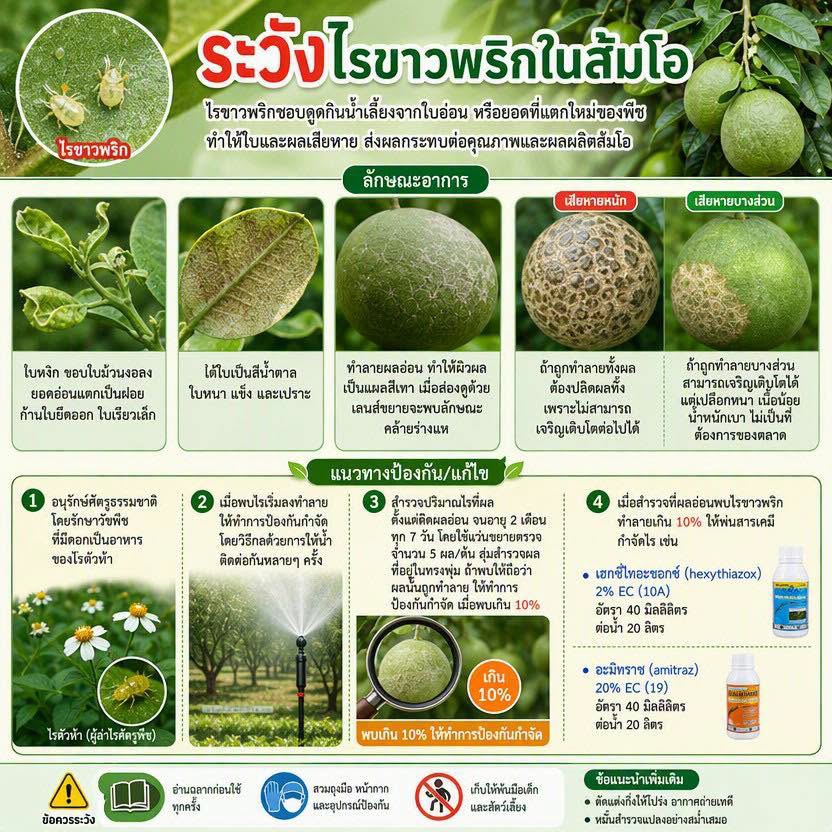 ระวังไรขาวพริกในส้อมโอ