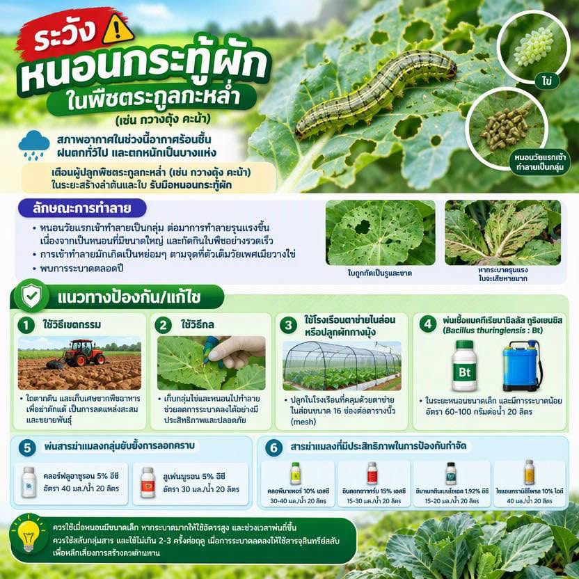 ระวัง หนอนกระทู้ผัก ในพืชตระกูลกะหล่ำ