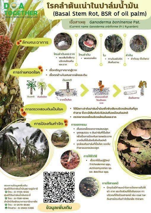 ระวัง โรคลำต้นเน่า (เชื้อรา Ganoderma boninense) ในปาล์มน้ำมัน