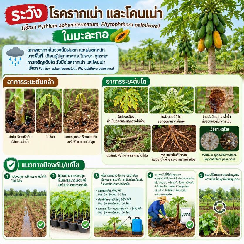 ระวัง โรครากเน่าและโคนเน่าในมะละกอ